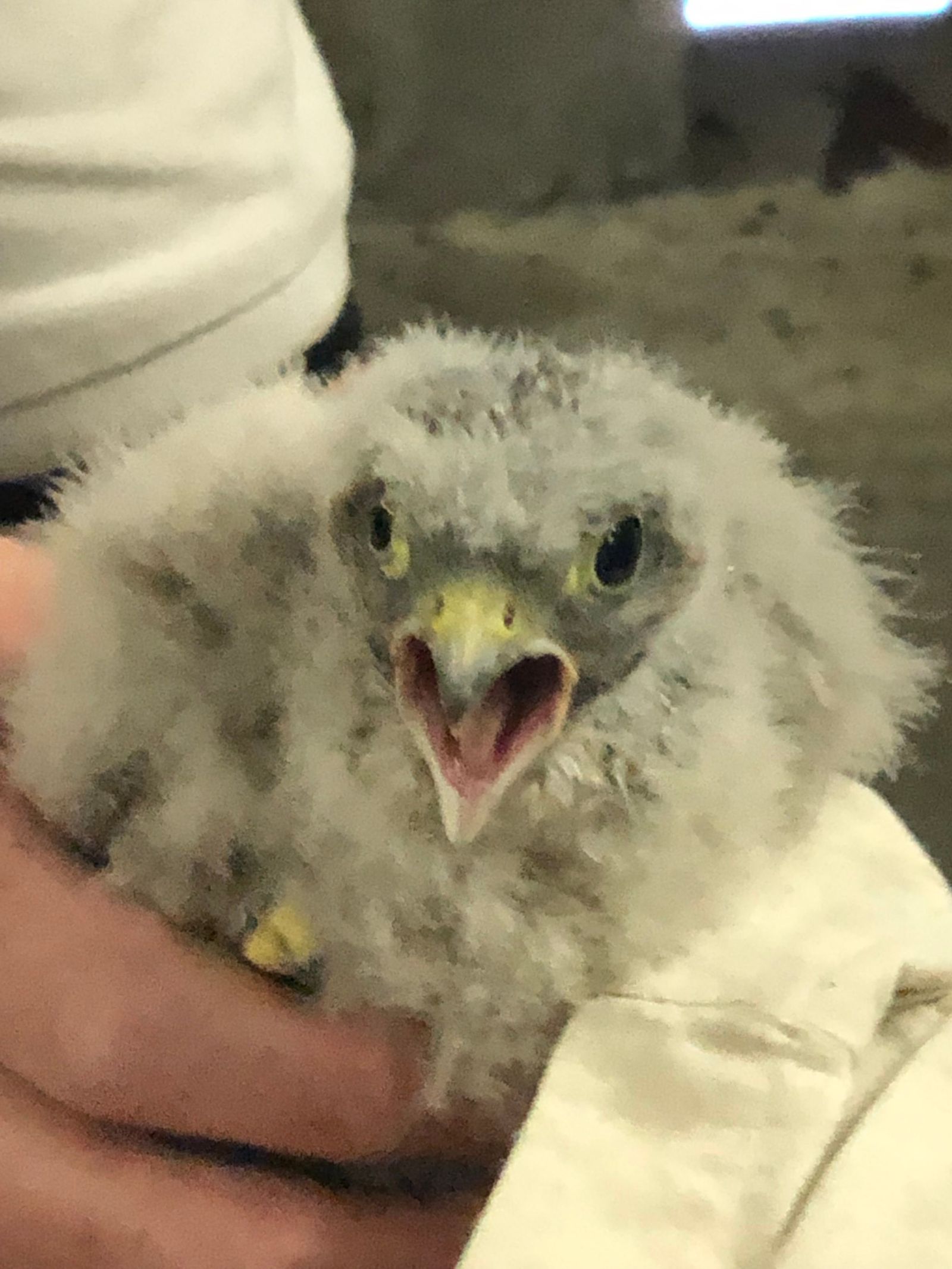 Turmfalken Corbusierhaus Wissenswertes Turmfalken